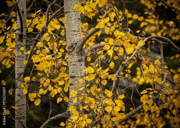 Fototapeta Bright colored yellow autumn colored aspen tree leaves with pale green bark on the tree trunks
