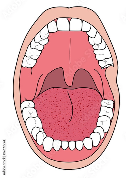 Obraz bocca - odontoiatria