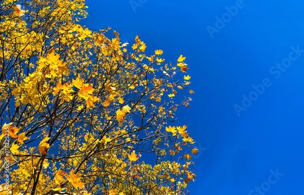 Obraz Vibrant yellow maple leaves on tree branches contrast beautifully with a deep blue autumn sky. Bright and cheerful seasonal background symbolizing the beauty of fall nature.