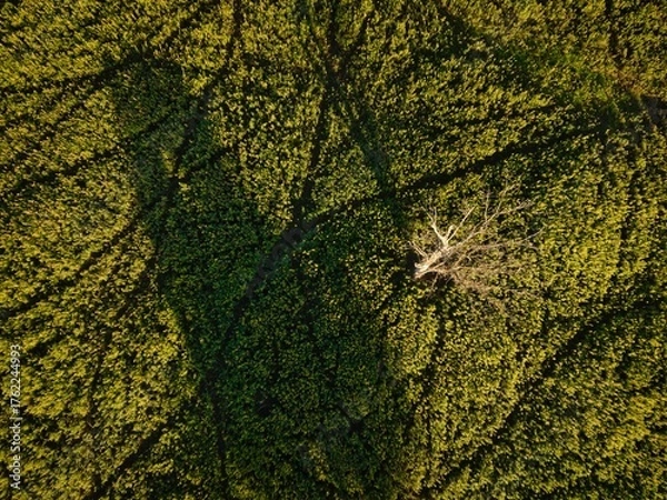Obraz a clearing from above in summer