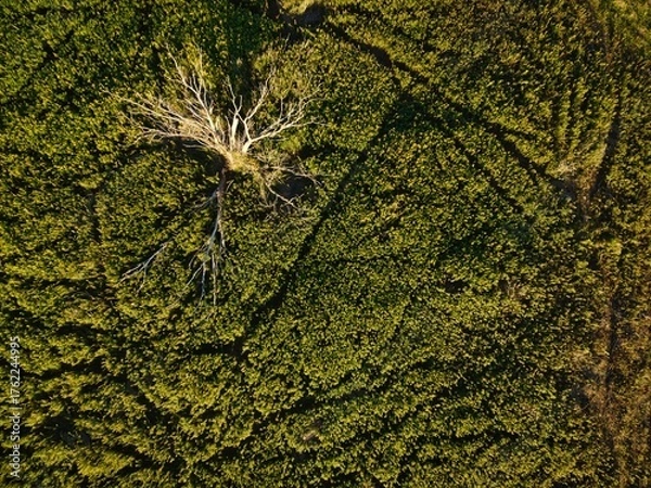 Obraz a clearing from above in summer