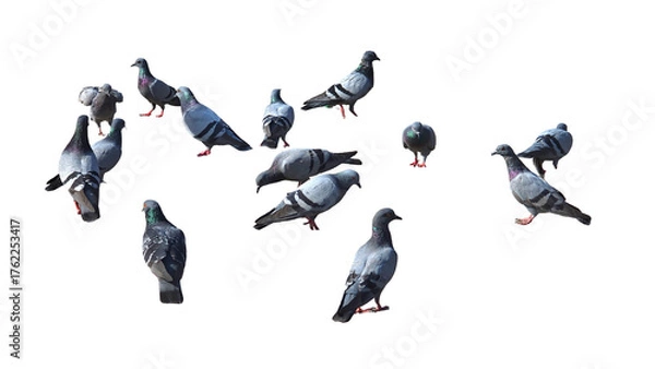 Fototapeta Rock Dove (Columba livia) Isolated on a White Background with Copy Text Space. Common Urban Pigeon Species Perfect for Wildlife Posters, Ornithology Studies, and Nature-Inspired Designs. PNG File.