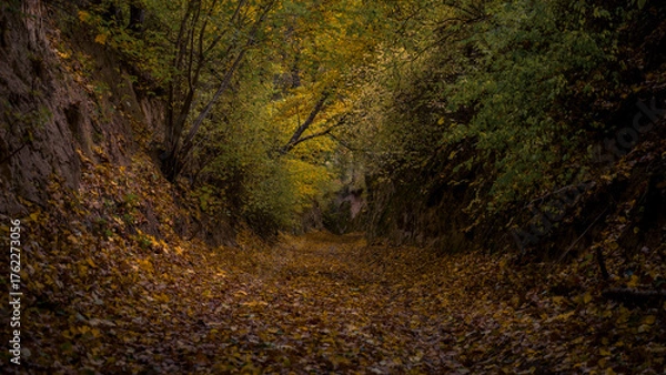 Fototapeta forest ravine