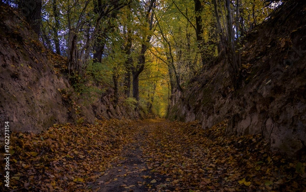 Fototapeta forest ravine