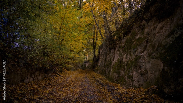 Fototapeta forest ravine