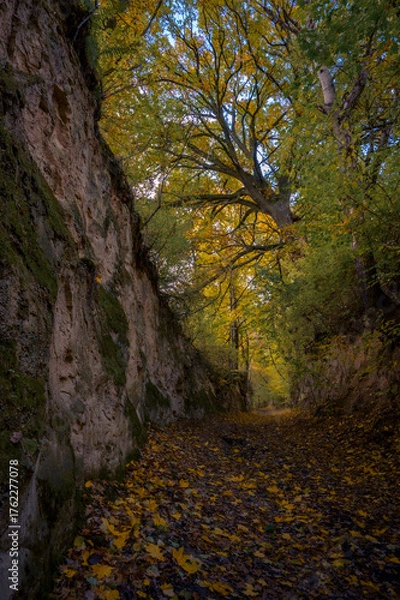 Fototapeta forest ravine