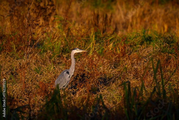 Fototapeta Czapla siwa