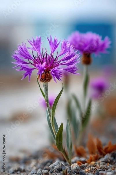 Obraz Beautiful purple flowers bloom against a soft background in a natural setting during daylight