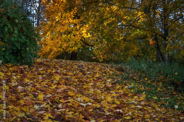 Obraz autumn leaves on the ground