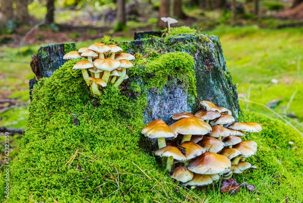 Obraz tree trunk with mushroom in decay