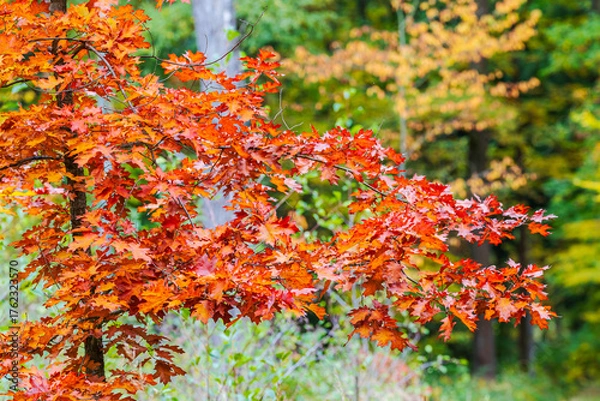 Obraz autumn leaves background