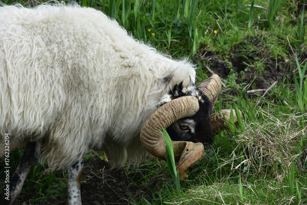 Fototapeta Blackface Sheep Peering Through his Horns on the Side