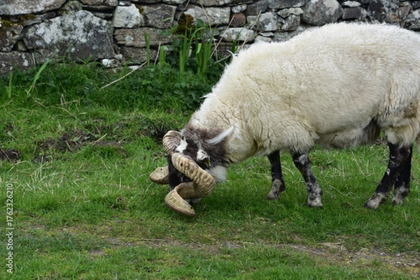 Fototapeta Grazing Blackface Sheep in the Outer Hebrides