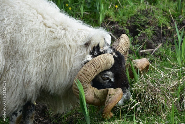 Fototapeta Twisted Spiralling Horns on a Blackfaced Sheep