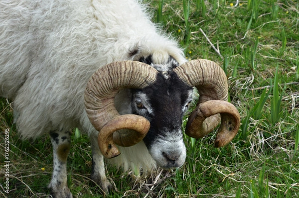 Fototapeta Scottish Blackface Sheep with Curled Twisted Horns