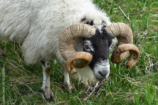 Fototapeta Looking into the Face of a Scottish Blackface Ram