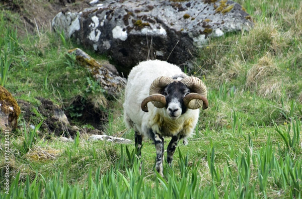 Fototapeta Blackfaced Ram with Spiraling Horns Roaming the Highlands