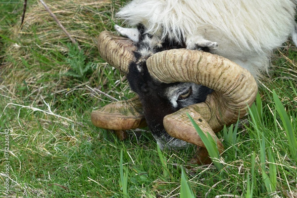 Fototapeta Scottish Blackfaced Sheep Grazing in the Outer Hebrides