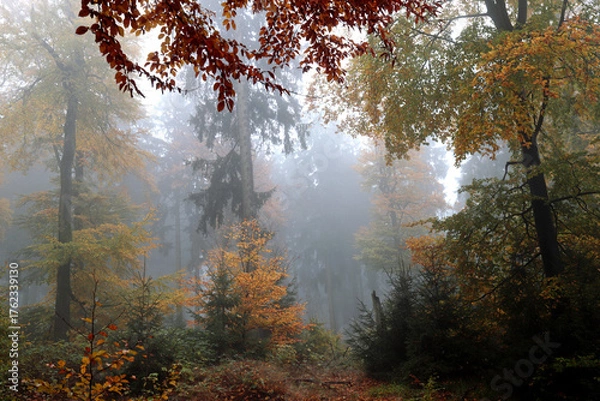 Obraz Herbstnebel