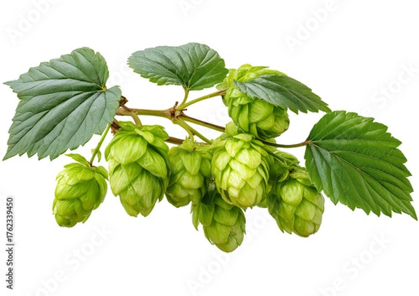 Fototapeta Green Hop Flowers and Leaves isolated on a transparent background