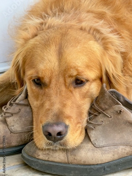Obraz A golden retriever resting on some shoes