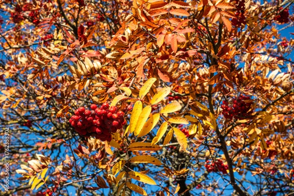 Fototapeta Bright orange-yellow autumn leaves and red berries glow in the sunlight against a blue sky – a colorful autumn motif in nature