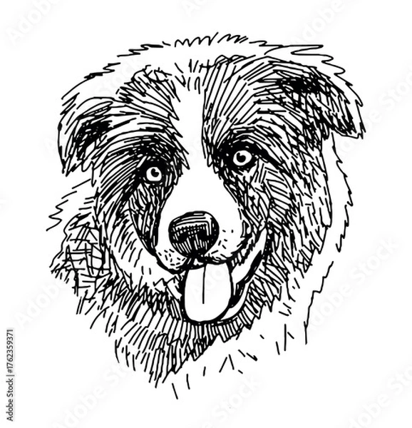 Fototapeta Sketch portrait of cute border collie puppy, animal head, purebred dog, realistic hand drawn vector illustration