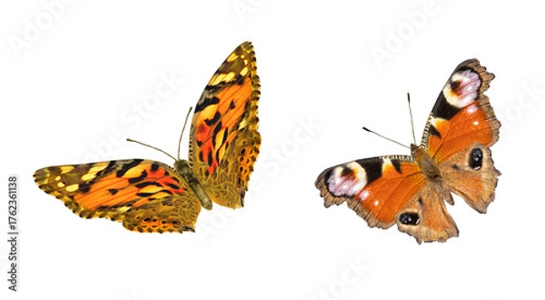 Fototapeta Colorful butterflies with striking patterns in flight captured in natural light