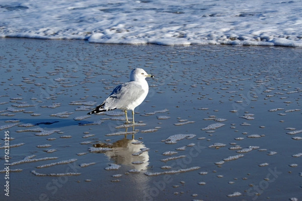 Obraz Seagull enjoying the surf