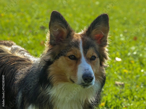 Fototapeta Border Collie. Dog breed. Concentrated dog. Animal photo