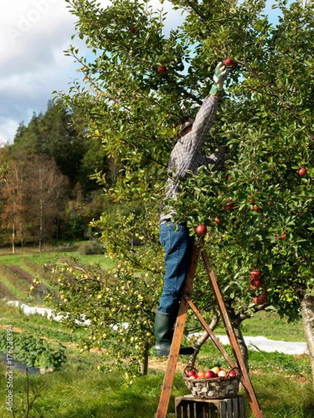 Obraz Man picking apples