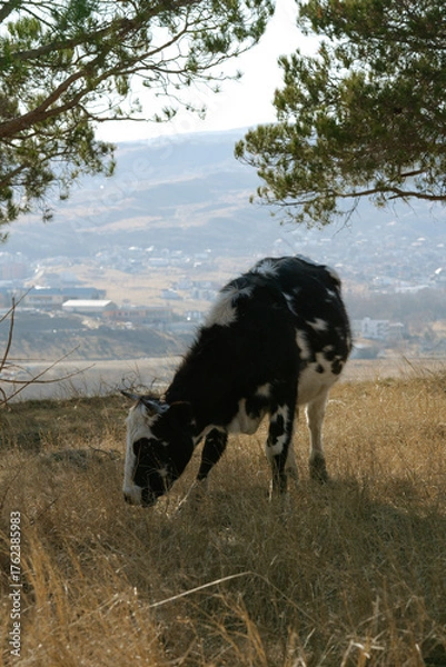 Fototapeta Black and white cow grazing in dry grass on a hillside. Cow eating dry grass on a sunny hillside with a city and mountains in the background. Rural scene showing harmony between nature and urban life.