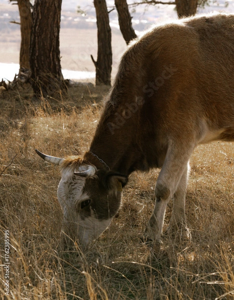 Fototapeta Brown and white cow grazing in dry grass field at sunset. Close-up of a brown and white cow eating dry grass under soft sunlight. Peaceful countryside scene showing natural rural life.