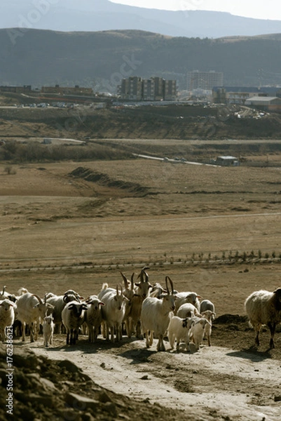 Fototapeta Herd of goats and sheep walking along a rural road in dry landscape during sunny day