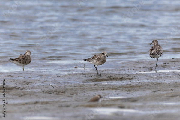 Obraz 干潟で餌を探すダイゼン
