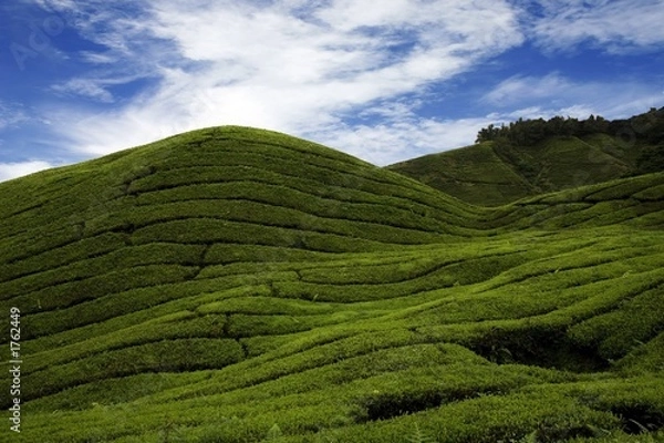 Fototapeta tea plantation