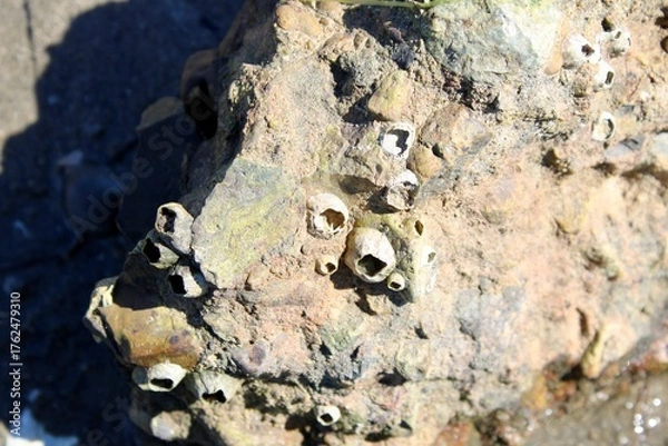 Obraz barnacles on a rock