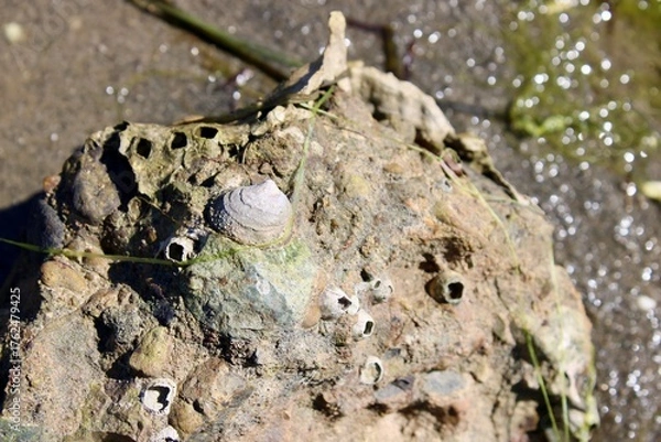 Obraz shells and barnacles on a rock