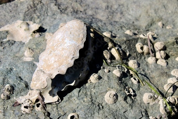 Obraz clam shell on the beach