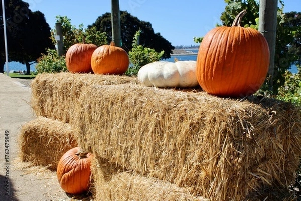 Obraz pumpkin on hay bale