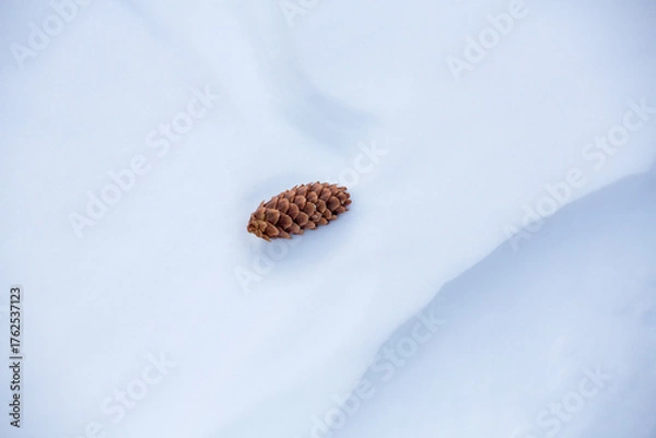 Fototapeta Spruce Cone on Snow Drift