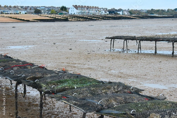 Obraz Sustainable oyster farm in Whitstable at low tide Oyster farmers in the UK work all year round to ensure the quality of the oysters from seed to plate Join tour pick and sample freshly shucked oysters