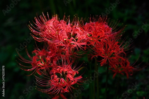 Fototapeta 彼岸花　黒バック