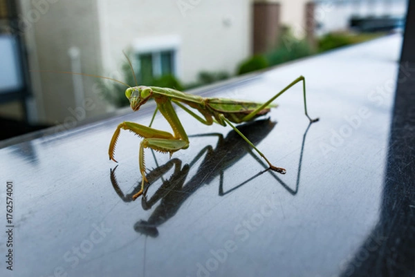 Fototapeta 晩秋のカマキリ