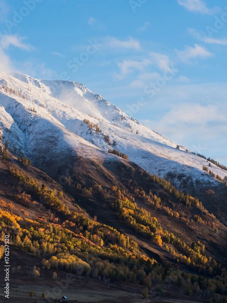 Fototapeta Colorful of autumn forest and white snow on mountain from sunrise time in Hemu village, Xinjiang, China