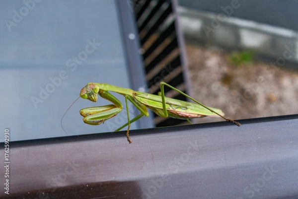 Fototapeta こちらを睨むカマキリ