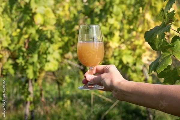 Fototapeta fresh grape must in wine glass