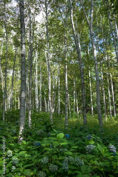 Obraz 雑木林の風景