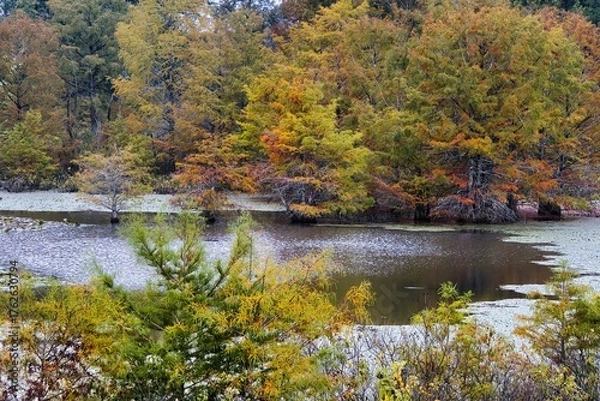 Obraz Landscape of a peaceful pond reflecting bright Autumn colors in a forest along the Natchez Trace Parkway in Mississippi.