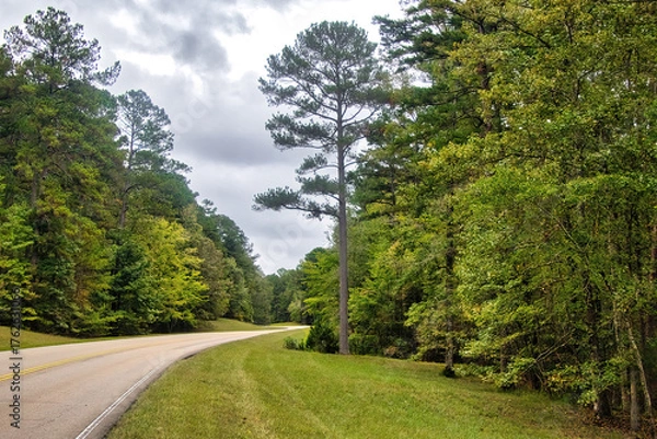 Obraz Autumn landscape of the Natchez Trace Parkway curving beside a tall Pine in a lush green forest in Mississippi.